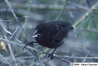 Large Cactus-Finch - Geospiza conirostris