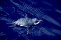 Blue Penguin (Eudyptula minor)