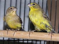 * Grassland Yellow Finch