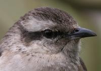 Chalk-browed Mockingbird