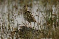 *NEW* Correndera Pipit