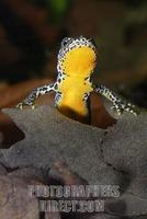 Alpine newt ( Triturus alpestris ) underwater , male stock photo