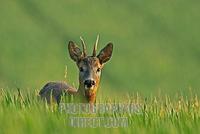 European Roe deer , Capreolus capreolus stock photo