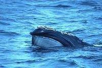 right whale at surface of water