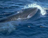 Bryde's Whale - Balaenoptera brydei