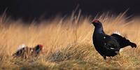 Black grouse displaying at lek at dawn