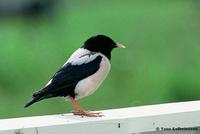 Rose-coloured Starling Sturnus roseus