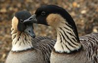 A pair of Hawaiian Nene Geese.