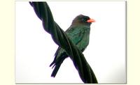 Dollarbird # 10