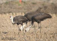 Hooded Crane Grus monacha 흑두루미