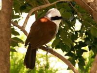 White-crested Laughing Thrush