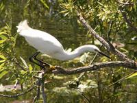 Snowy Egret