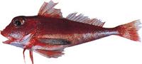 밑달갱이 Lepidotrigla abysalis Jordan et Starks