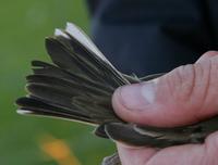 Water Pipit (Anthus spinoletta)