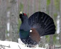 Capercaillie (Tetrao urogallus)