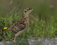 Capercaillie (Tetrao urogallus)