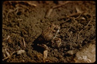 : Bufo punctatus; Red-spotted Toad