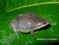 : Elachistocleis ovalis; Common Oval Frog