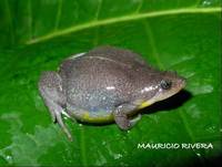 : Elachistocleis ovalis; Common Oval Frog