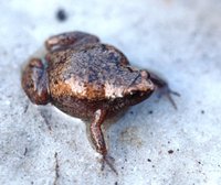 : Gastrophryne carolinensis; Narrow-mouthed Toad
