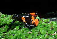 : Mantella cowanii; Harlequin Mantella