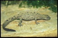 : Paramesotriton chinensis; Chinese Warty Newt