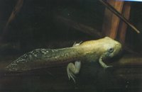 : Pelobates cultripes; Spadefoot
