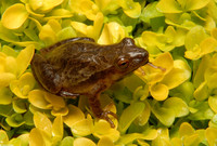 : Pseudacris crucifer crucifer; Northern Spring Peeper