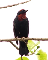 : Chrysomus ruficapillus; Garibaldi