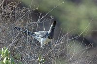 : Corythaixoides leucogaster; White Bellied Go-Away Bird