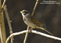 : Emberiza schoeniclus; Reed Bunting