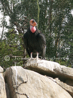 : Gymnogyps californianus; California Condor