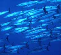 : Sphyraena genie; Blackfin Barracuda