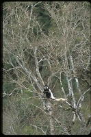 : Colobus polykomos; Black And White Colobus Monkey