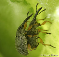 : Apion longirostre; Hollyhock Weevil