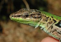 : Podarcis sicula; Italian Wall Lizard