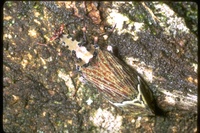 : Phrictus sp.; Lanterfly