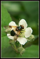 : Volucella pellucens