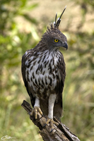 Spizaetus cirrhatus  Changeable Hawk Eagle photo