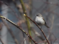 쇠흰턱딱새 Sylvia curruca / Lesser Whitethroat, Vag, 13cm,휘파람새과 | birds