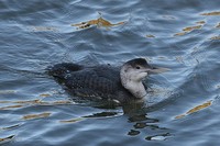 White Billed Diver