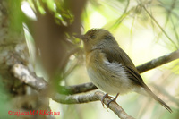 Hill Blue-flycatcher (Cyornis banyumas) female