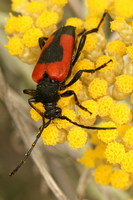 Stictoleptura cordigera illyrica