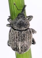 Cleopomiarus graminis