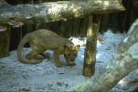 Fossa (Cryptoprocta ferox) 80K