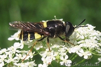 Stratiomys chamaeleon