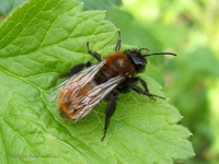 Andrena fulva