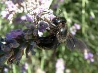 Xylocopa violacea