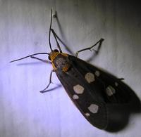 Dysauxes famula