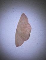 Cyclophora puppillaria - Blair's Mocha